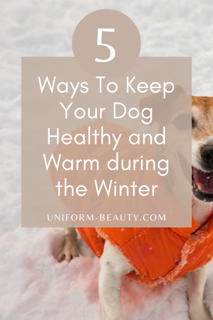Dog healthy and Warm
