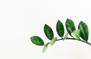 HOW TO GET RID OF ACNE SCARS NATURALLY