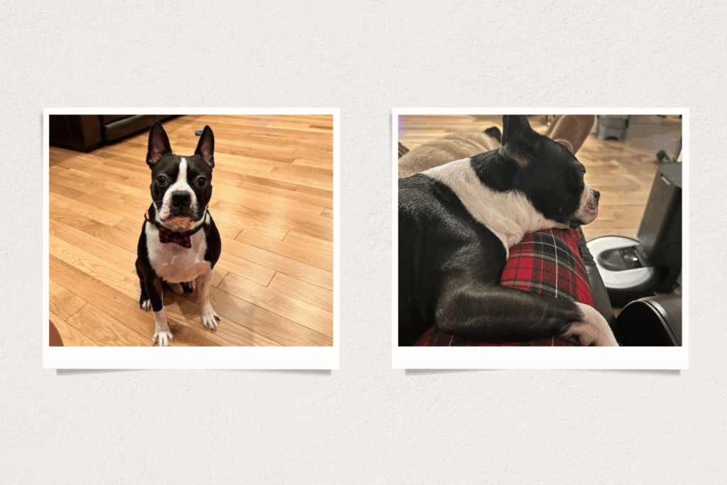 Boston Terrier