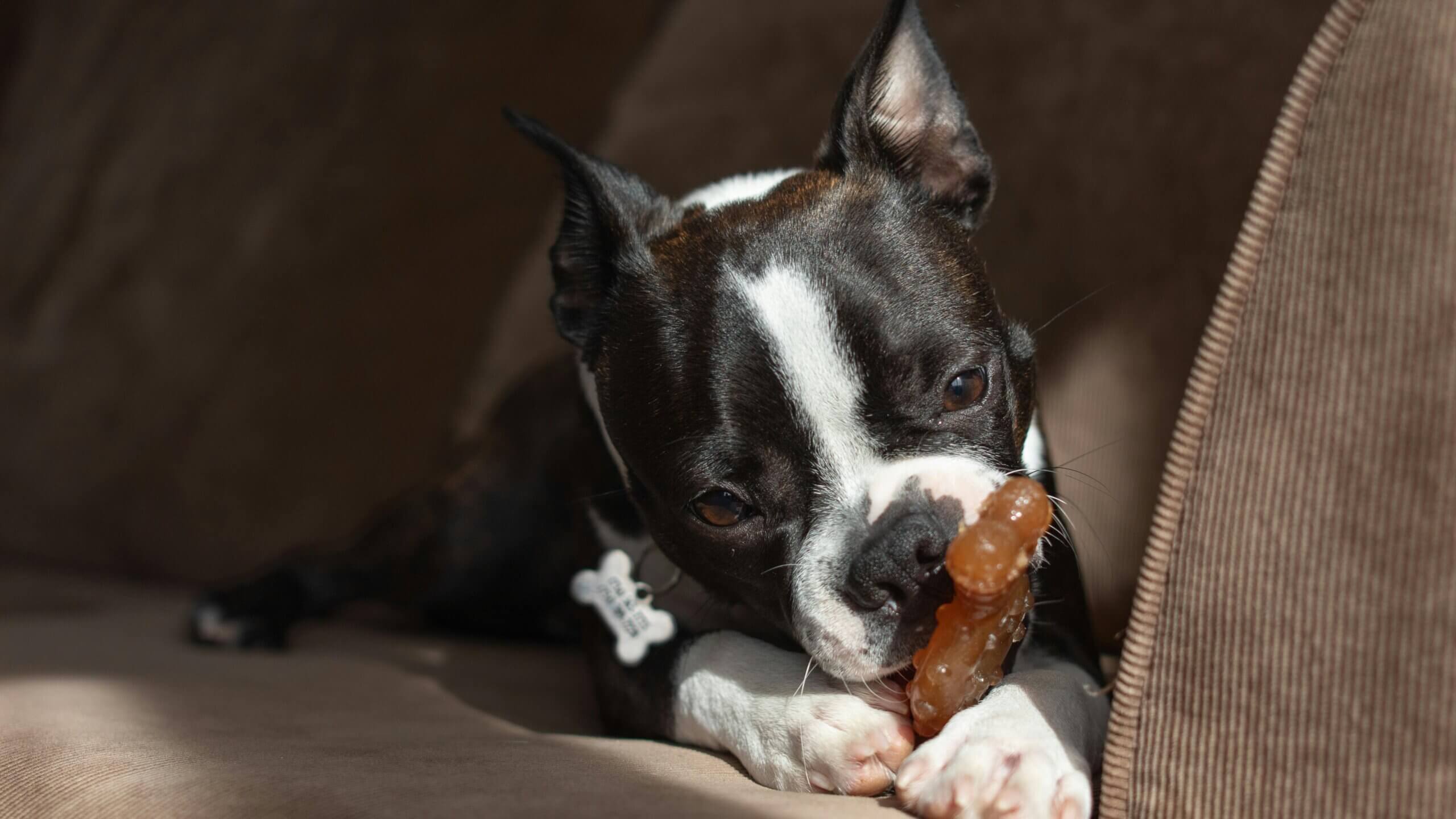 Boston Terrier