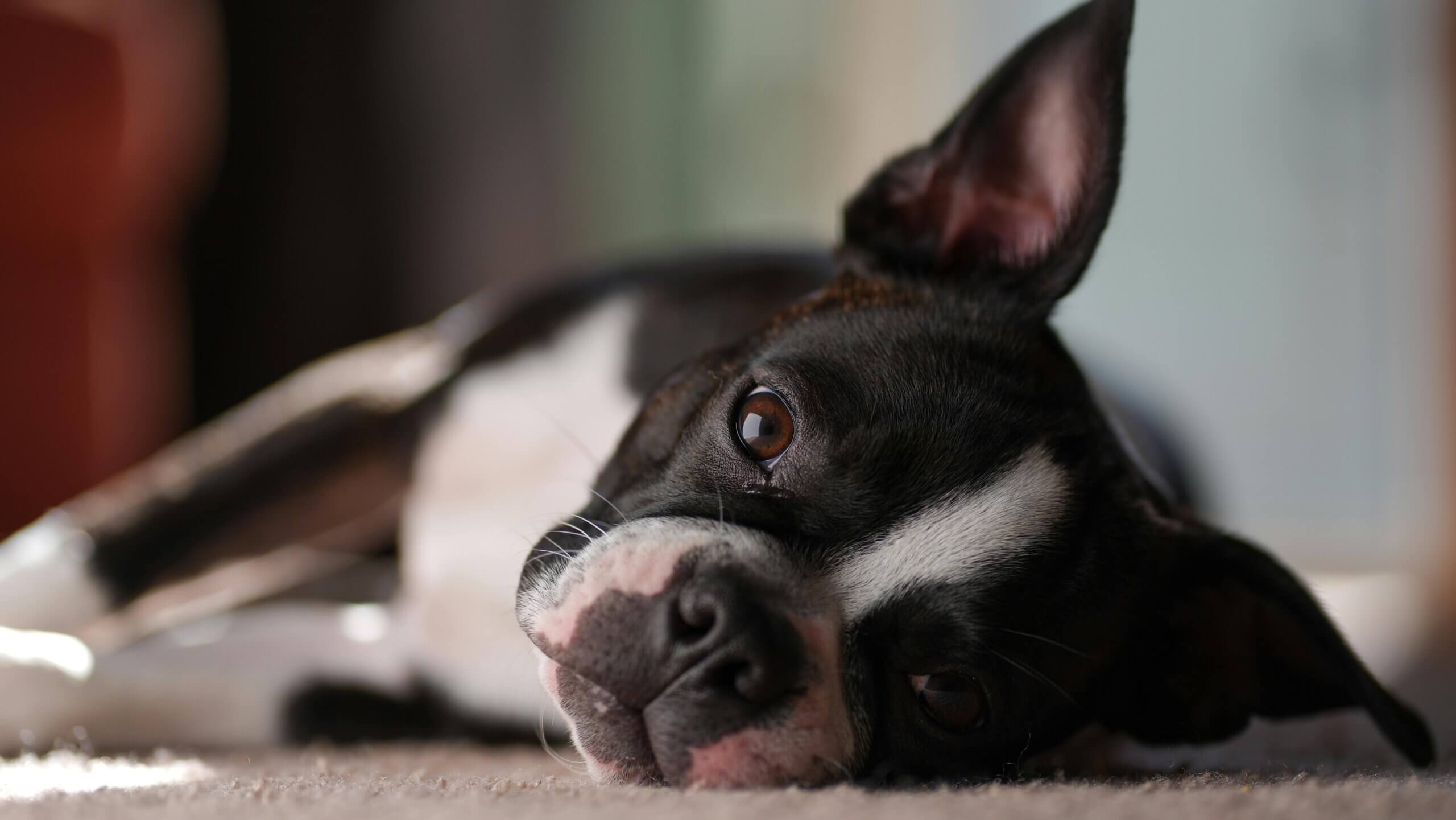 Boston Terrier