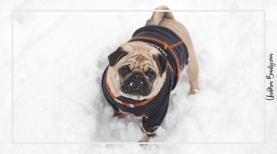 Dog Healthy and Warm
