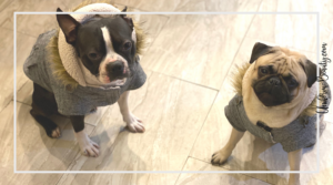 How to keep dog warm in the winter