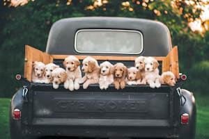 New dog owner essentials