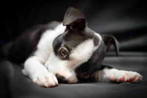 close up of a boston terrier