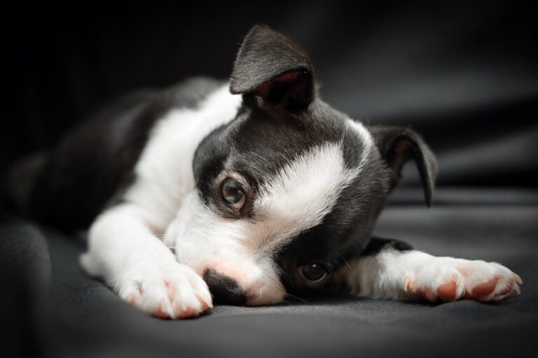 close up of a boston terrier